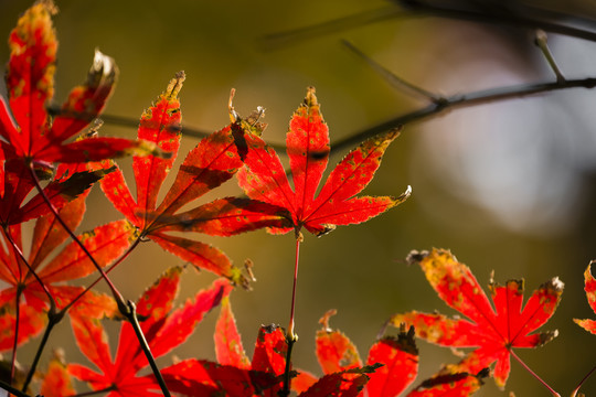 紅葉