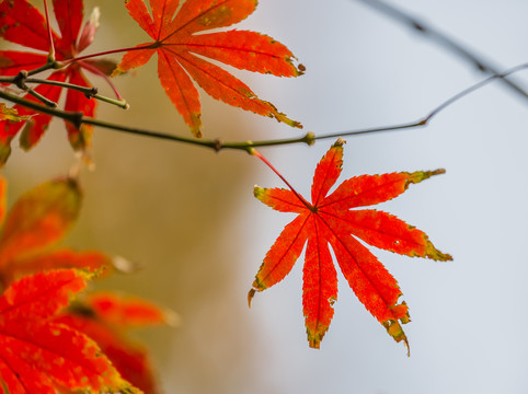 紅葉