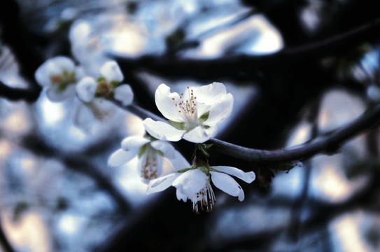 桃花