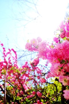 粉紅色花朵