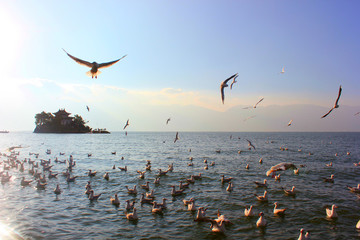 大理洱海小普陀紅嘴鷗海之靈