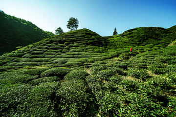 茶園風(fēng)光