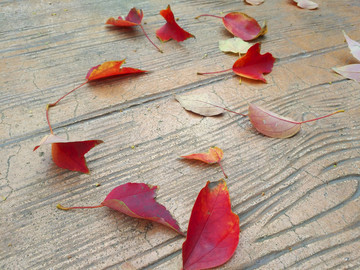 一地紅葉