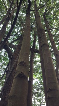 挺拔的樹