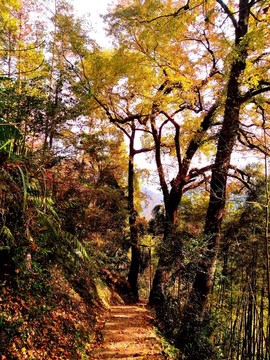 文成大會(huì)嶺紅楓古道
