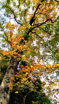 文成大會嶺紅楓古道