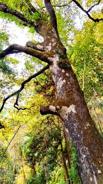 文成大會嶺紅楓古道