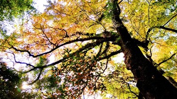 文成大會(huì)嶺紅楓古道