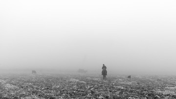霧中放牧