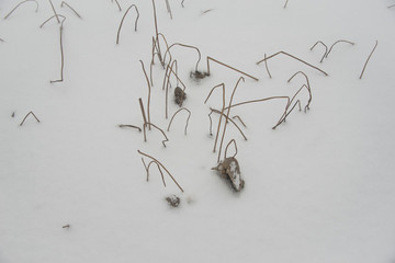 雪地殘荷