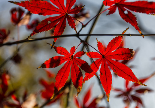 紅葉