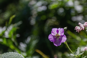 駝梁山花草隨拍