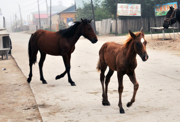 小馬駒