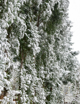 松樹(shù)上的白雪