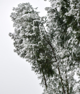 大雪壓青松高清圖