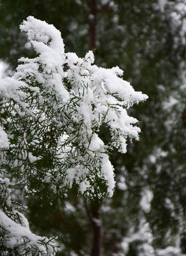 綠色松柏上的積雪