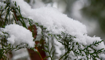 樹上的積雪
