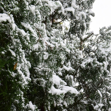 冬季綠植積雪景觀