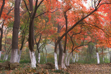 南京棲霞山紅楓