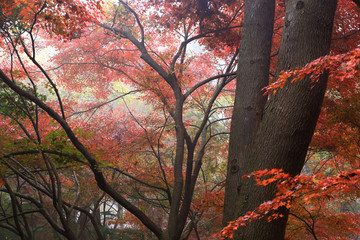 紅楓