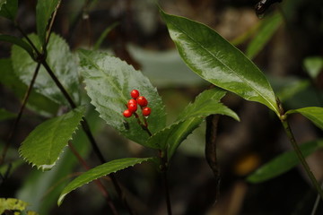 紅果子