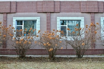 窗前植物