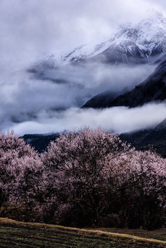 林芝桃花