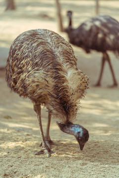 動物園的正在覓食的鴕鳥
