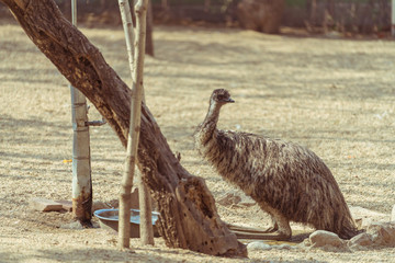 動(dòng)物園里扭頭觀望的鴕鳥
