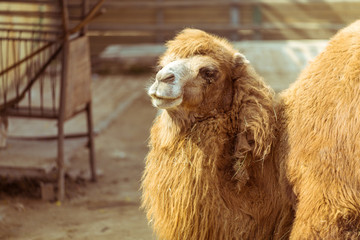 動物園里一只駱駝的側(cè)臉龐