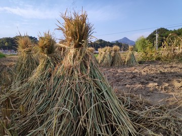 稻草堆