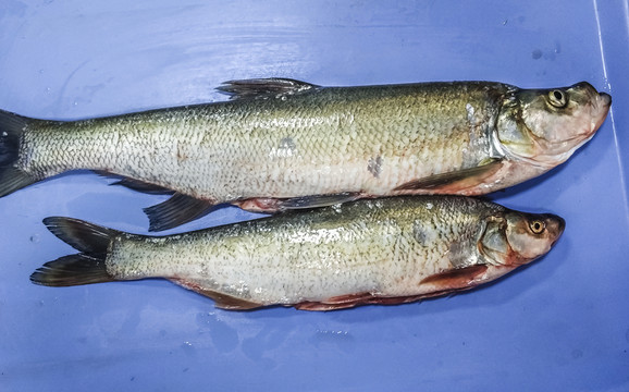 太湖野生大白魚
