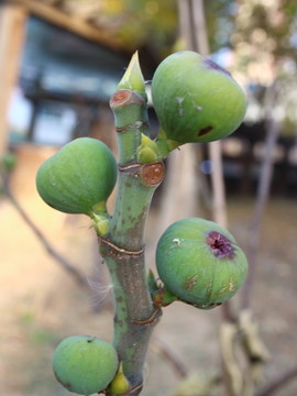 無(wú)花果
