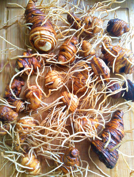 中草藥新鮮重樓根莖