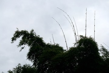 翠竹