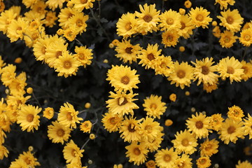 東湖菊花