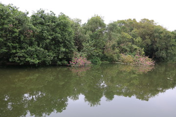 深圳東湖風光