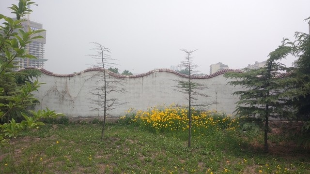 金雞花