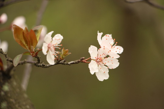 三兩櫻