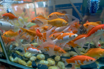 熱帶水族館