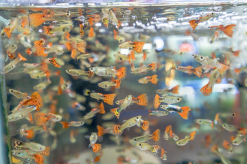 熱帶水族館