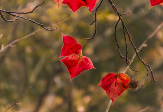 紅葉