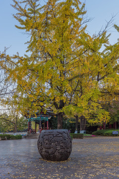 秋天彩色樹(shù)木