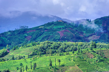 普洱茶山