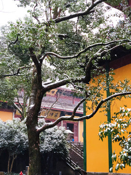 雪中靈隱