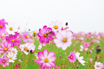 波斯菊
