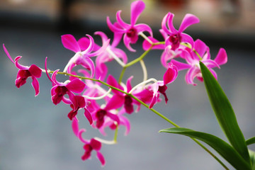 唯美蘭花