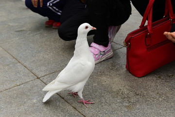 喂鴿子