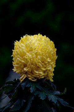黃菊花