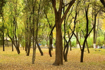 公園秋色